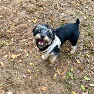 Image of Kyng, Lost Dog