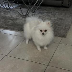 Lost Dog Bella