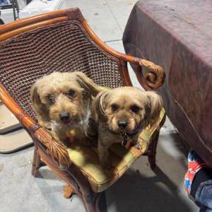 Image of Luna y Peter, Lost Dog