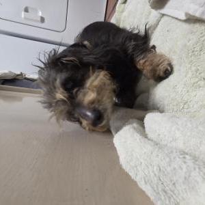 Found Dog Unknown