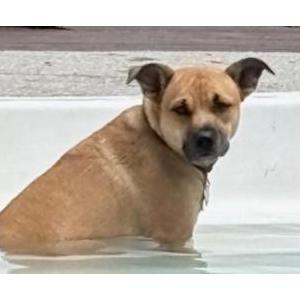 Lost Dog Gracie