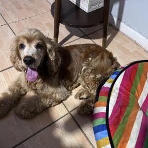 Found Dog Unknown