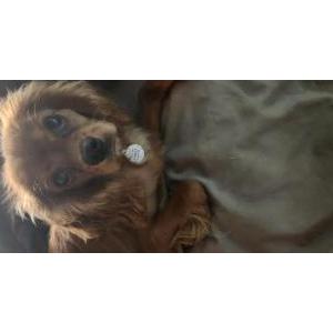 Image of Juda, Lost Dog