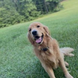 Image of Mack, Lost Dog