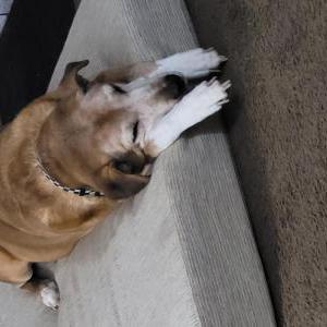 Image of Dino, Lost Dog
