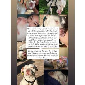 Image of Luna, Lost Dog