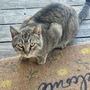 Image of unknown, Found Cat