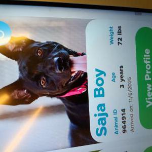 Image of Rocko, Lost Dog