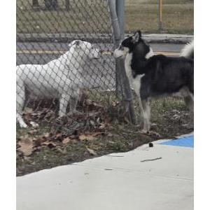 Found Dog Unknown
