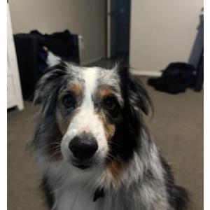 Lost Dog wyatt
