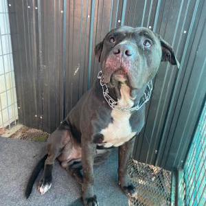 Lost Dog Black Boy