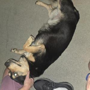 Found Dog Unknown