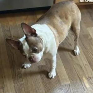 Image of Tokyo, Lost Dog