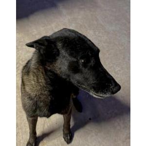 Lost Dog Major