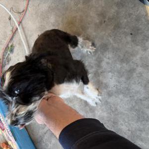 Image of Unknown, Found Dog