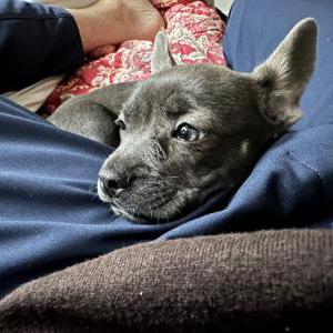 Lost Dog Chanel