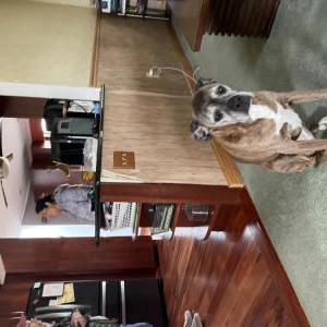 Image of Luna, Lost Dog