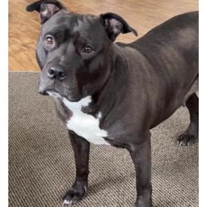 Image of Mocha, Lost Dog
