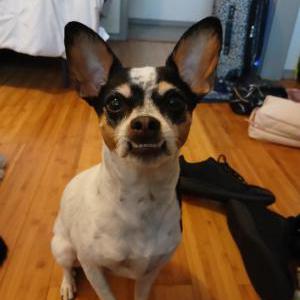 Lost Dog Rosie