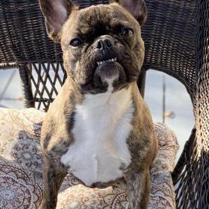 Lost Dog Riggs Cruz