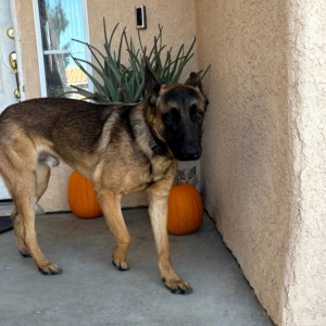 Image of Scrappy, Lost Dog