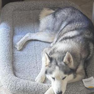 Image of Unknown, Found Dog