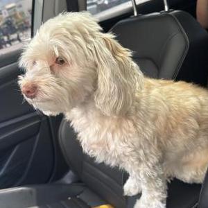 Image of Belle, Lost Dog