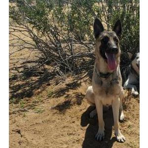 Lost Dog Chase