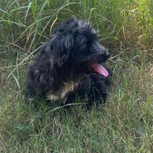 Image of Happy, Lost Dog