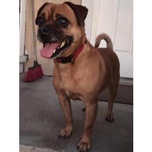 Found Dog Unknown