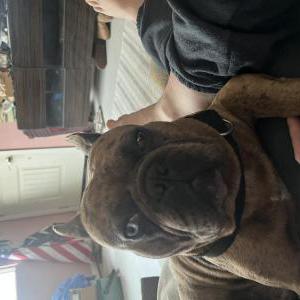 Lost Dog Bud