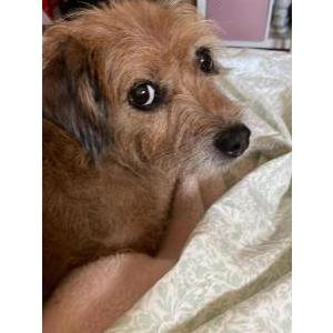 Lost Dog Lola