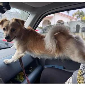 Image of Bugs, Lost Dog