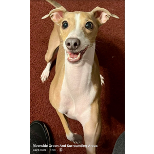 Lost Dog Lucy