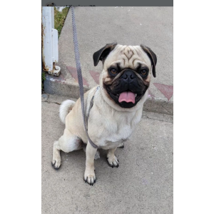 Image of Bruno, Lost Dog