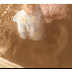 Lost Dog Ruby