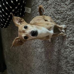 Image of Harper, Lost Dog