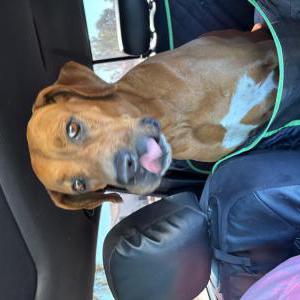 Found Dog Jnknown
