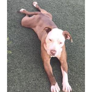 Image of Unknown, Found Dog