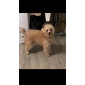 Lost Dog Leo
