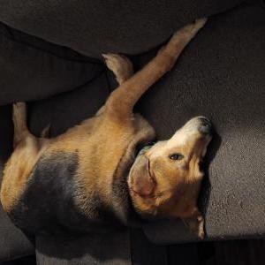 Image of Captain, Lost Dog