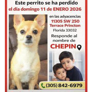 Image of Chepin, Lost Dog