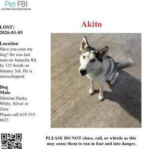 Lost Dog Akito