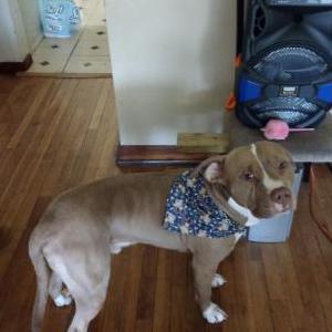 Lost Dog Tyson