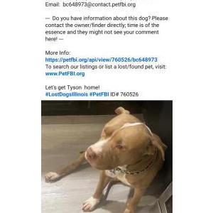 2nd Image of Tyson, Lost Dog