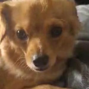 Image of September, Lost Dog