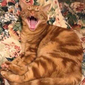 Image of Jack, Lost Cat