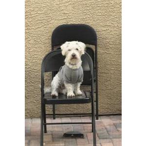 Image of Wall-E, Lost Dog