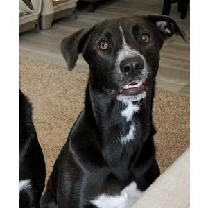 Image of Shelby, Lost Dog