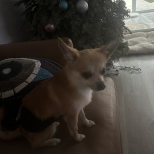 Lost Dog Cookie
